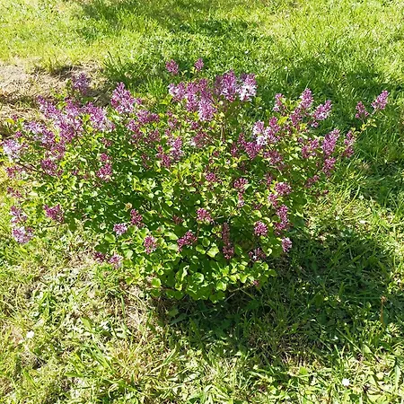 De La Muse Centre - Jardin